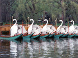 Swan Boats