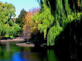 Photograph of Boston Public Garden