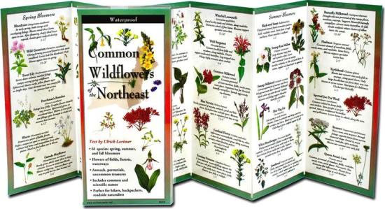 Common Wildflowers of the Northeast