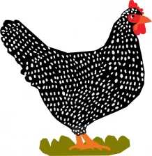 Barred Rock Chicken Bumper Sticker
